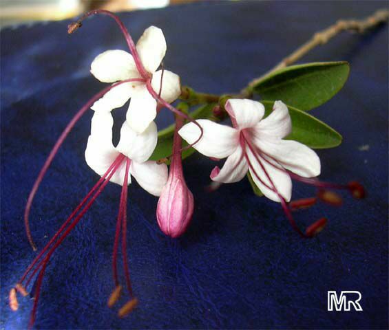 Clerodendron Inerme